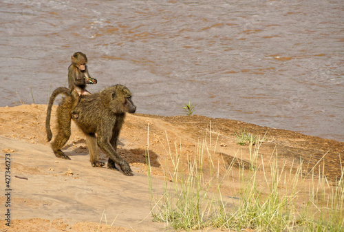 Young olive baboon astride its mother s back as she walks beside the Ewaso  Uaso  Nyiro river  Samburu Game Reserve  Kenya