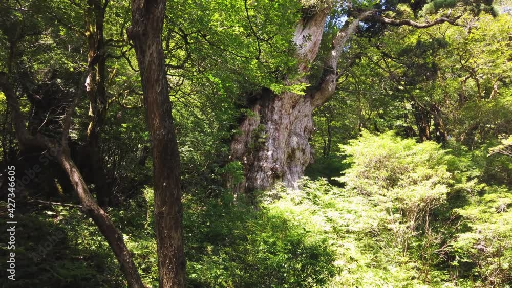 Jomon Sugi, 7000 year old Japanese Cedar Tree, Yakushima Island Japan Jomon Sugi, 7000 year old Japanese Cedar Tree, Yakushima Island Japan