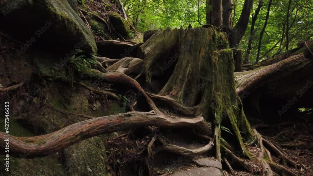 Twisting Roots of Japanese Cedar Trees In Yakusugi Land, Yakushima Japan Twisting Roots of Japanese Cedar Trees In Yakusugi Land, Yakushima Japan