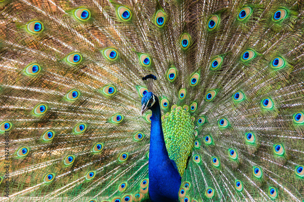 Obraz premium peacock with feathers