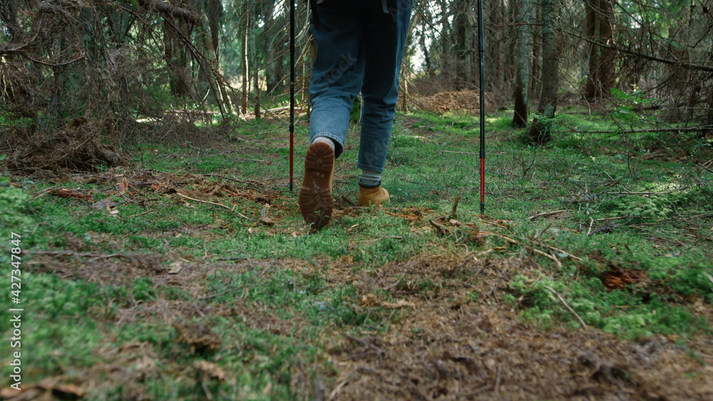 Woman hiking in summer forest. Female hiker walking on green moss in woods