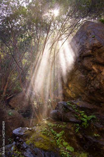 bright rays of light flooding in through the trees into the dark forest with a misty haze