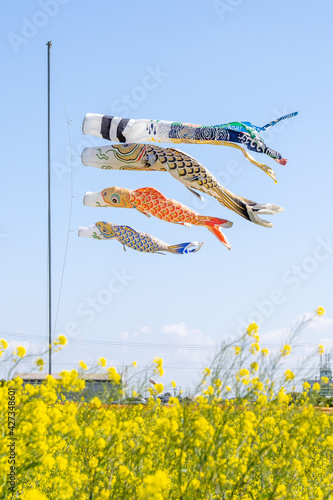菜の花畑の鯉のぼり