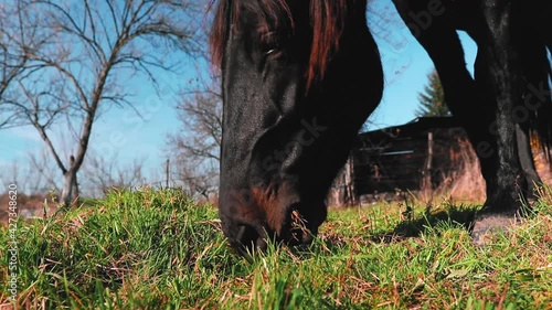 A closeup shot of a black beautiful horse grazingin a meadow on a sunny day shot in HD photo