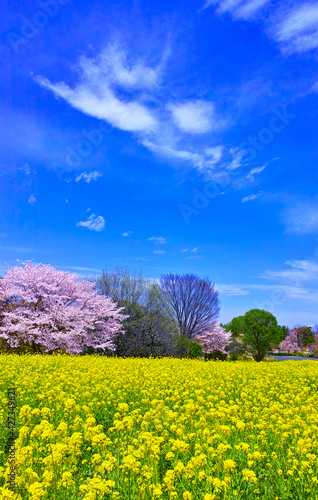 春の日本の風景。菜の花畑と桜咲く森
