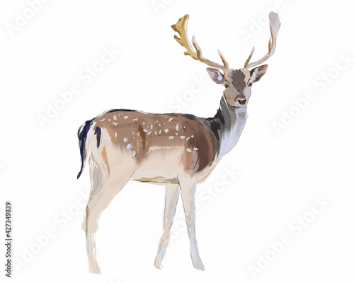 Deer isolated on white | nature wildlife illustration  photo