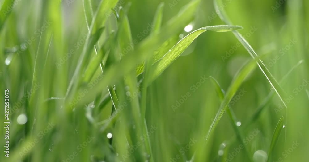 Fresh green grass with dew drops clips, dew drops on green grass footage, rain drops on green grass video. Closeup rotation Fresh green grass with dew drops clips, dew drops on green grass footage, rain drops on green grass video. Closeup rotation