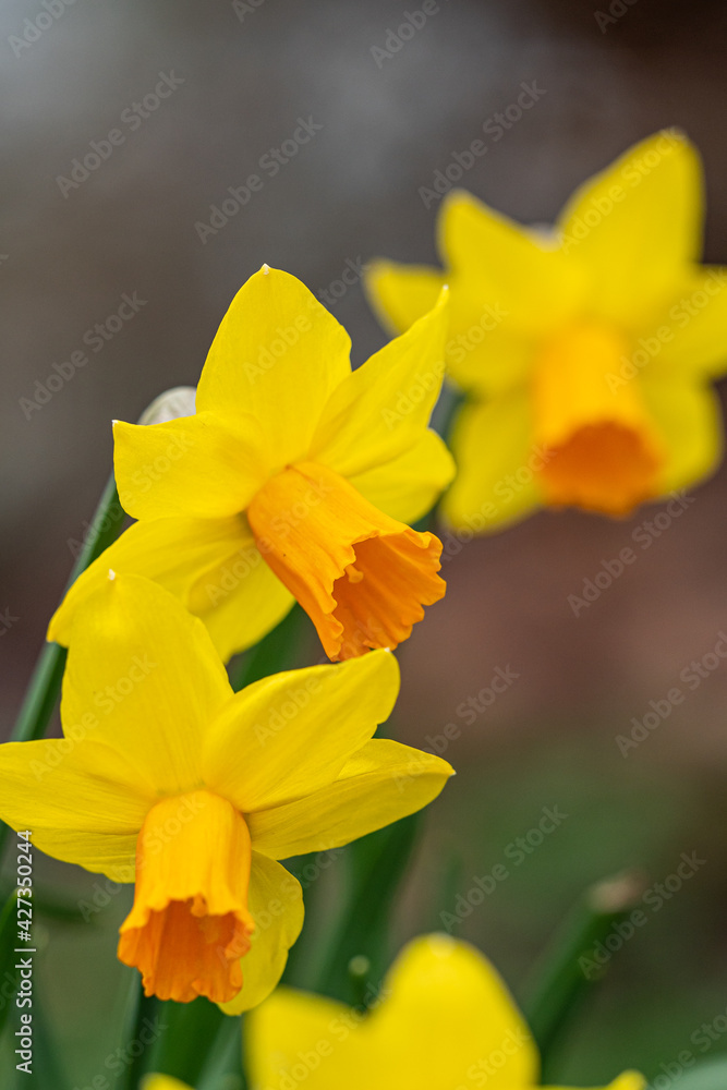close up of few beautiful yellow daffodil flowers blooming in the flower field in the park