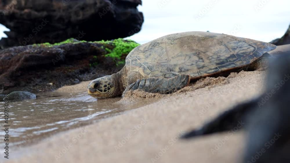 Hawaiian Green Sea Turtle Is Resting By the Ocean on a Sandy Beach. Hawaiian Green Sea Turtle Is Resting By the Ocean on a Sandy Beach.