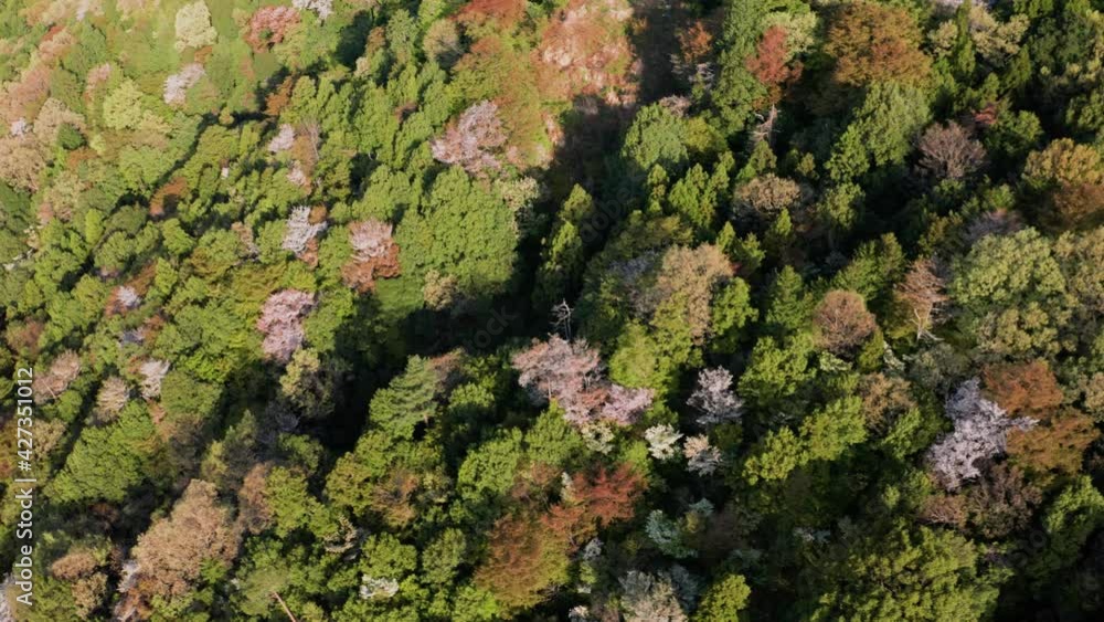 高峯山の山桜空撮 高峯山の山桜空撮