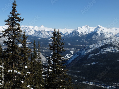 tree tops