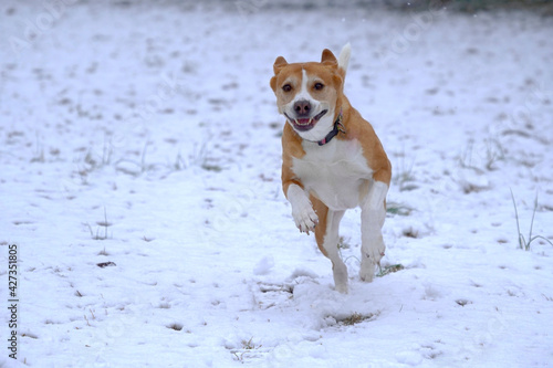 Fototapeta Naklejka Na Ścianę i Meble -  Happy Dog Running In Snow