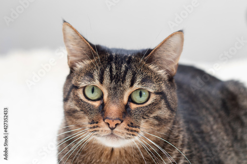 Fototapeta Naklejka Na Ścianę i Meble -  Portrait of large handsome and purebred cat. Big beautiful striped cats muzzle