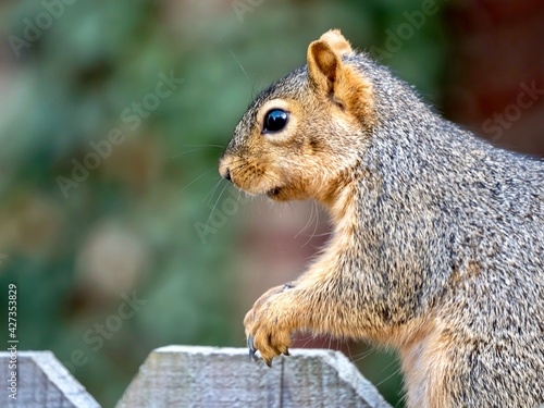 A squirrel, rodent, mammal perched sitting on a fence, or gripping the fence, eating seeds and nuts, in nature. © Christina Saymansky