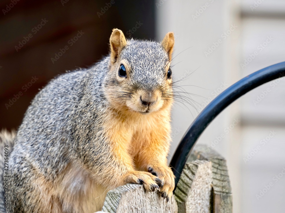 A squirrel, rodent, mammal perched sitting on a fence, or gripping the fence, eating seeds and nuts, in nature. A squirrel, rodent, mammal perched sitting on a fence, or gripping the fence, eating seeds and nuts, in nature.