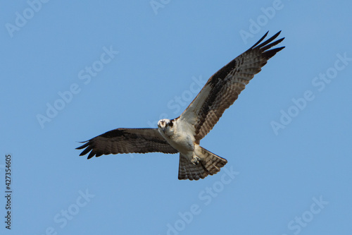 Osprey in flight against a blue sky