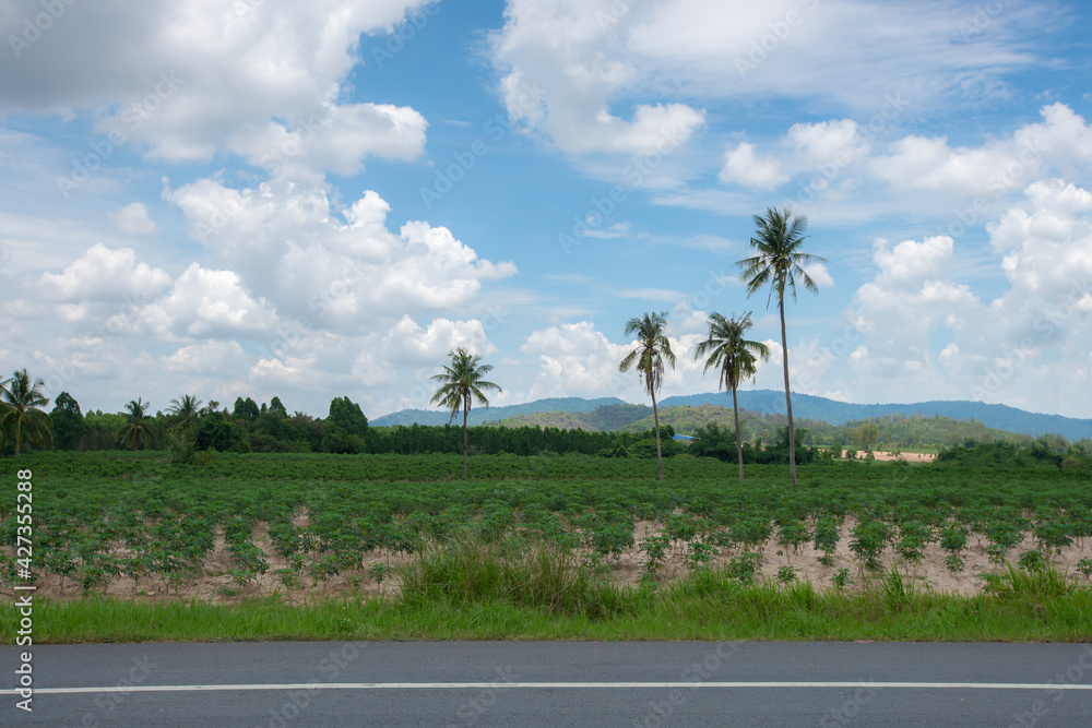 The beautiful scenery of the coconut trees with blue sky and cloud background in the countryside.