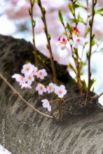 桜