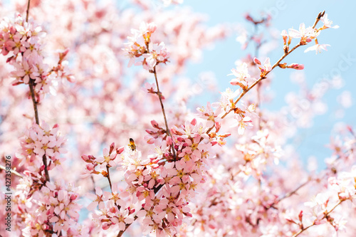 Spring flowers in bloom  © Arielle