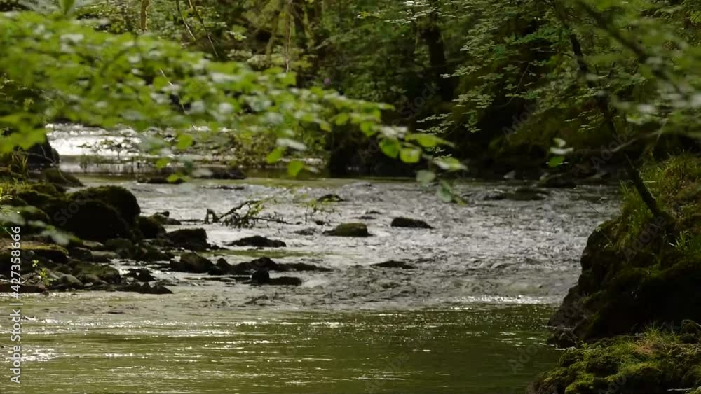 Flowing River Earn in Highland Perthshire, with vibrant green leaves and swimming duck in the background. Filmed in Scotland. Flowing River Earn in Highland Perthshire, with vibrant green leaves and swimming duck in the background. Filmed in Scotland.