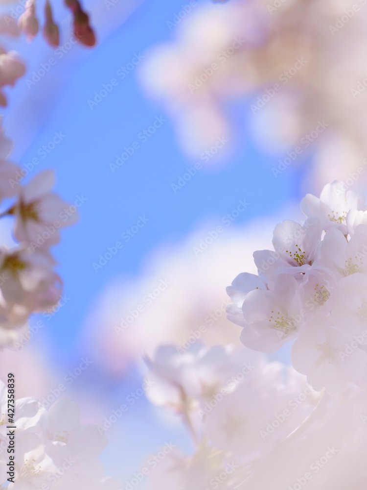Fototapeta premium 青空と桜の花