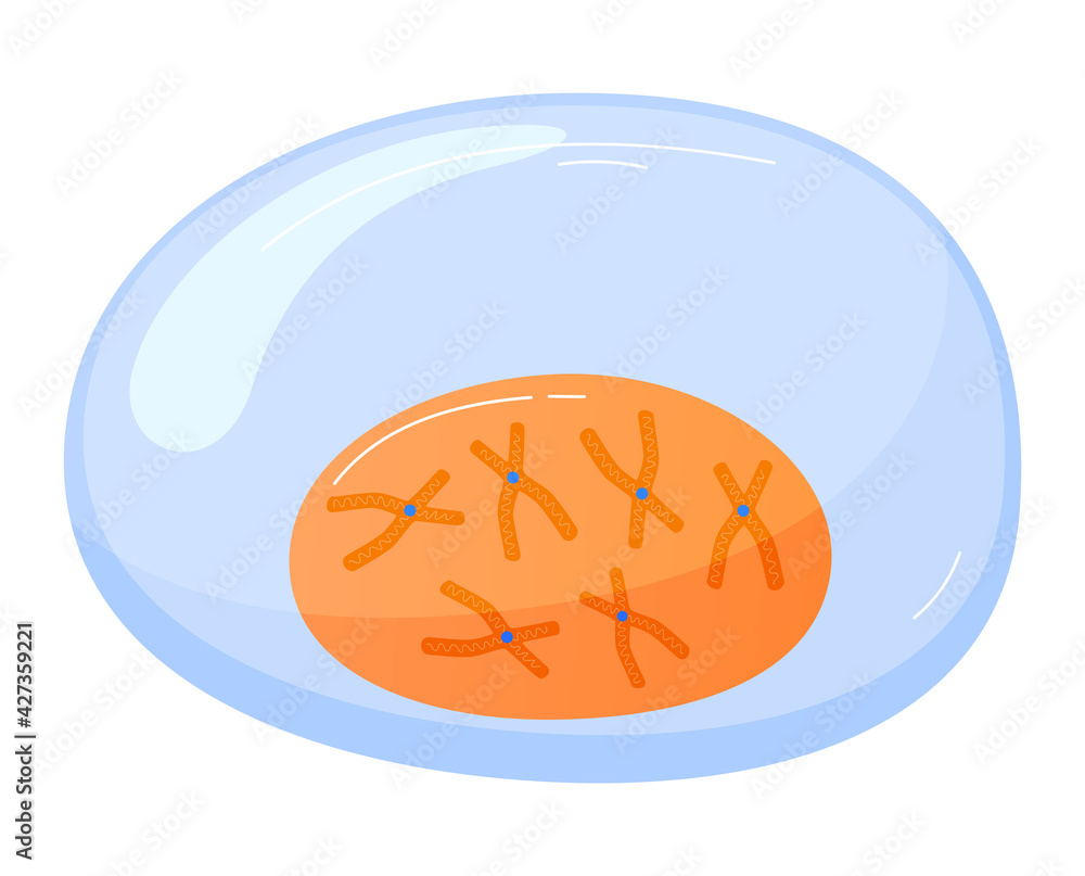 Science for study dna, human cell in cut under microscope, medical research, cartoon style vector illustration, isolated on white. Science for study dna, human cell in cut under microscope, medical research, cartoon style vector illustration, isolated on white.