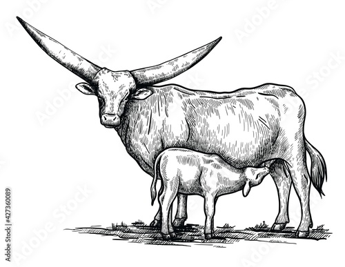 chicken breeding. animal husbandry. livestock. vector sketch on a white background