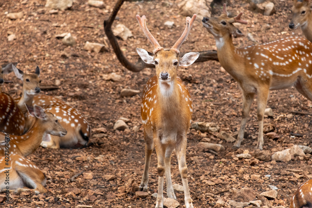 Wild deer male in the forest on the zoo, Asia. Wild deer male in the forest on the zoo, Asia.