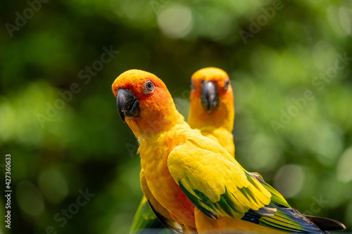 Beautiful Yellow Parrot.