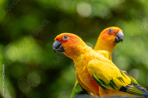 Beautiful Yellow Parrot.