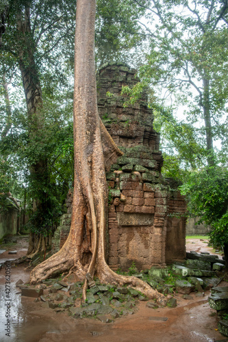 Та Prohm is the temple, it rains in the rainy season.The preserved symbiosis of stone and wood allows us to see Ta Prohm in this form.(Cambodia, 04.10. 2019).