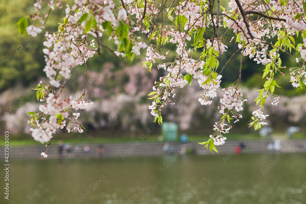 Fototapeta premium 春の桜満開の公園で釣りをしている人々の姿
