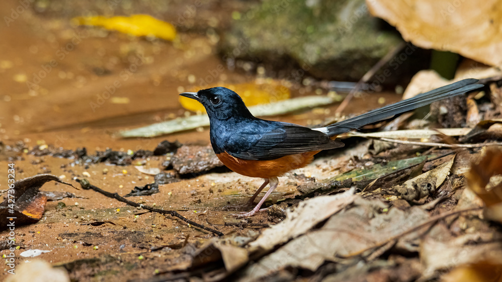 Male White-rumped Shama perching on a sandy and leafy ground Male White-rumped Shama perching on a sandy and leafy ground