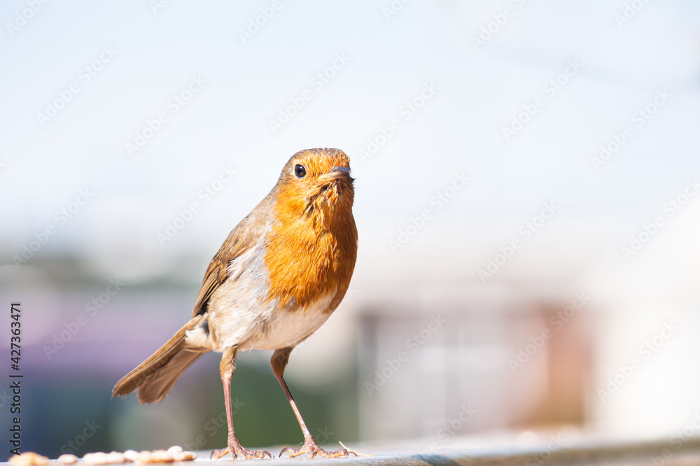 Grubby faced Robin foraging for food in semi urban environment in the UK