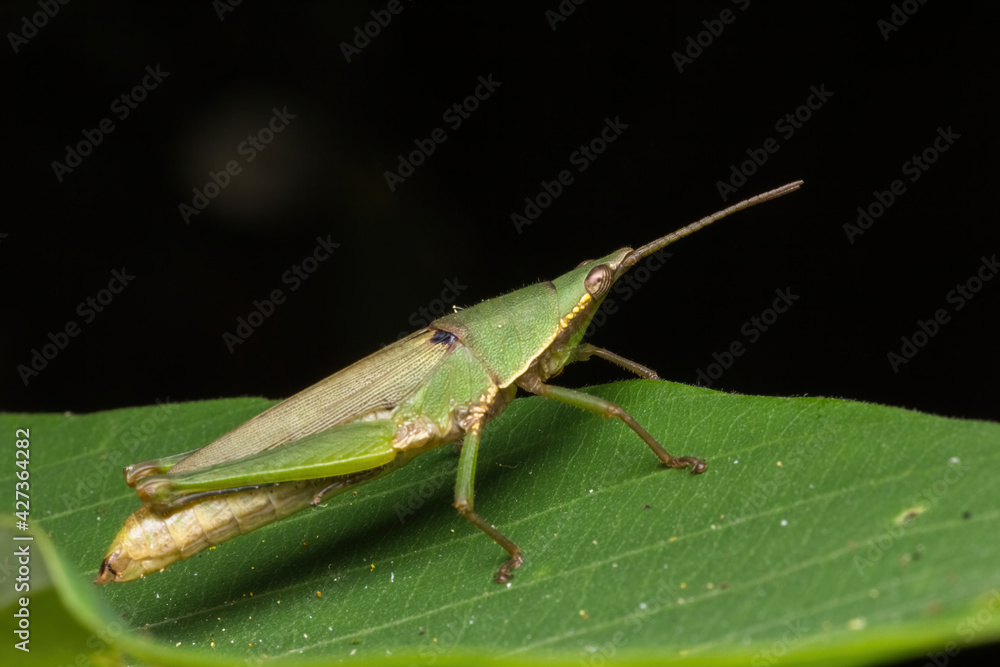 green katydid standing on green leaf green katydid standing on green leaf