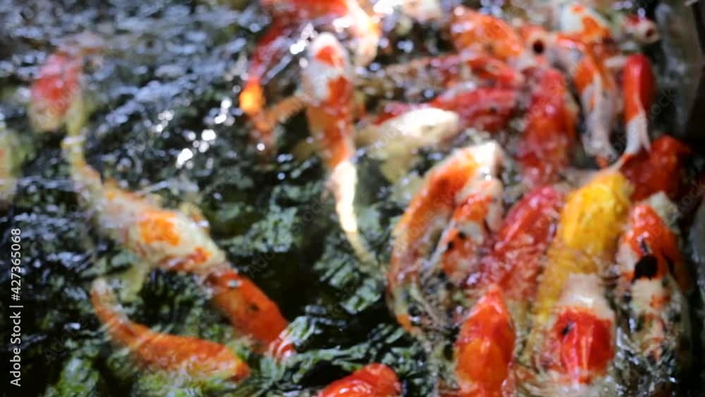 Colorful fancy carp fish, koi fish Colorful fancy carp fish, koi fish