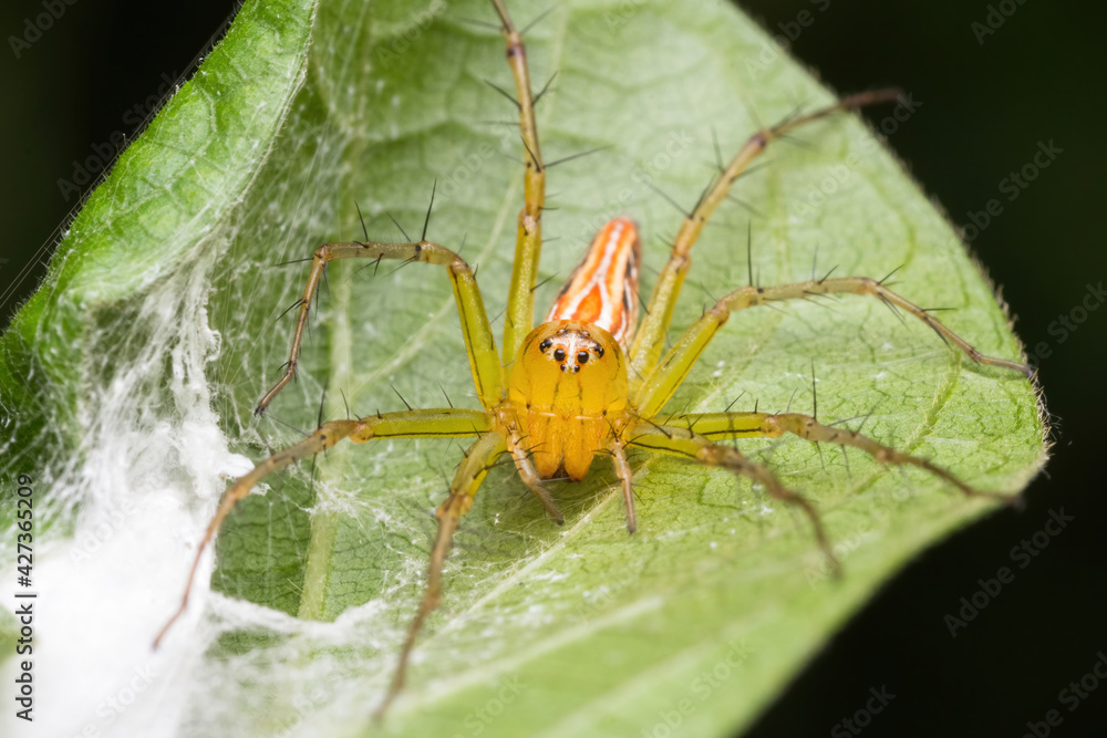 beautiful lynx spider in nature beautiful lynx spider in nature