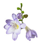 Purple freesia flower and buds