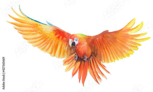 Fotografia Beautiful Bird parrot Macaw hand paint watercolor on paper with white background