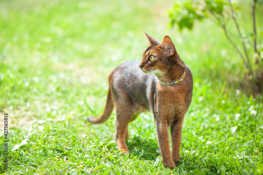Abyssinian cat in collar, walking in juicy green grass. High quality advertising stock photo. Pets walking in the summer, space for text