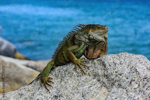 Green iguana also known as the American iguana is a lizard reptile in the genus Iguana in the iguana family. photo