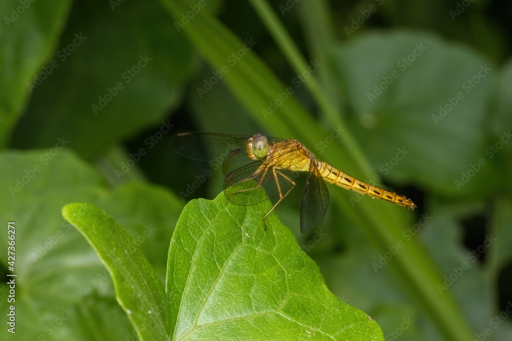 dragonfly standing on green leaf dragonfly standing on green leaf