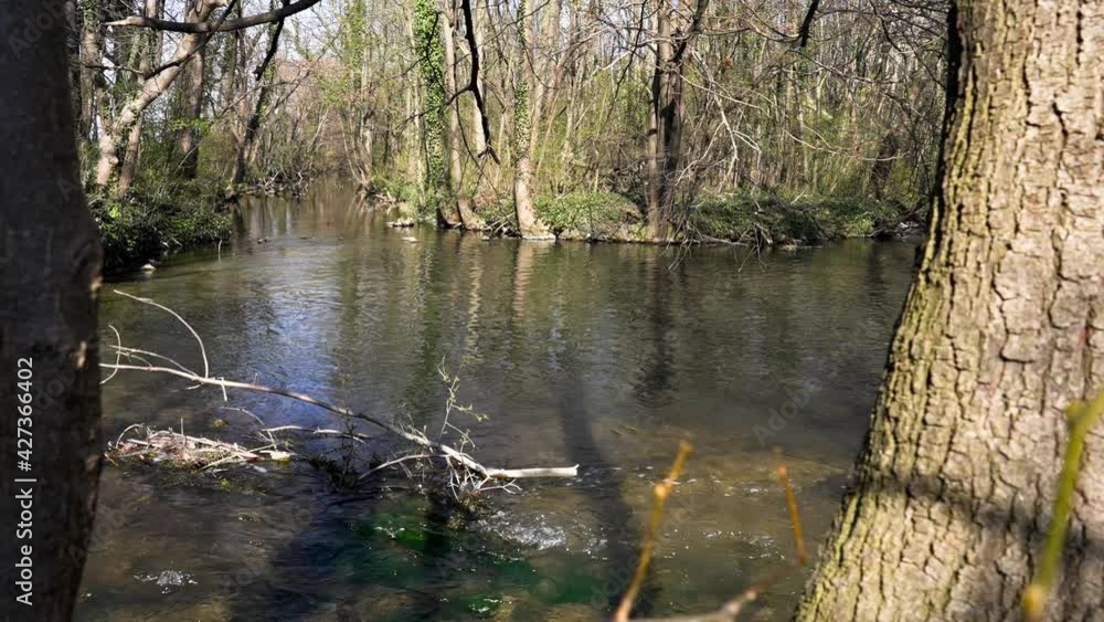 natural swamp with clear water and a few trees on a spring day natural swamp with clear water and a few trees on a spring day