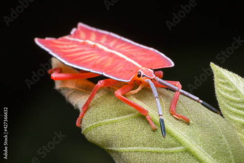 shield bug standing on a green leaf