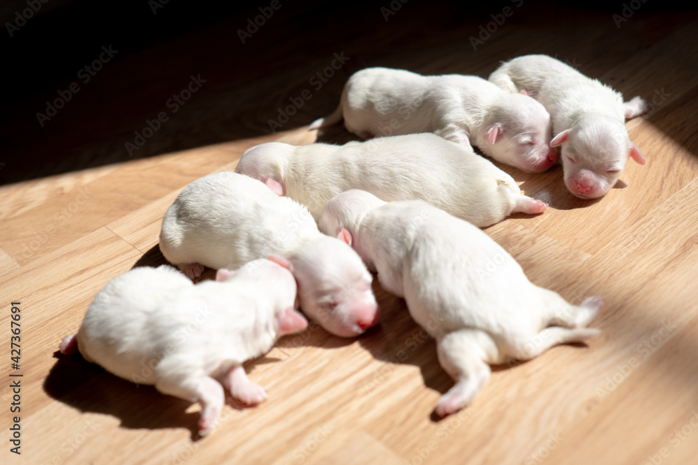 Do Newborn Puppies Need Sunlight