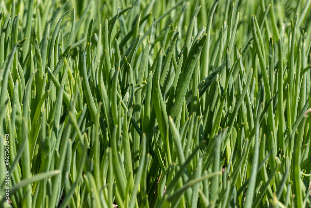 Organic green onions. Spring onions grow in a garden bed. Close-up. Organic green onions. Spring onions grow in a garden bed. Close-up.