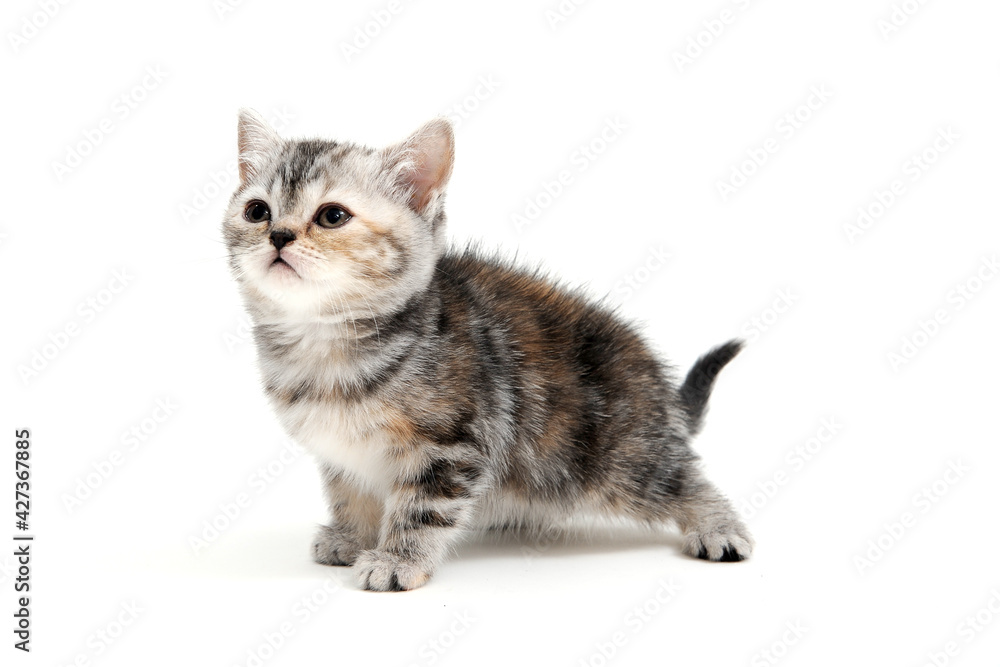 a striped purebred kitten stands on a white background