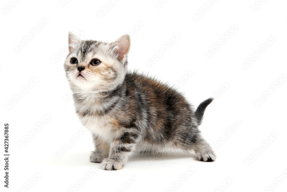 a striped purebred kitten stands on a white background a striped purebred kitten stands on a white background