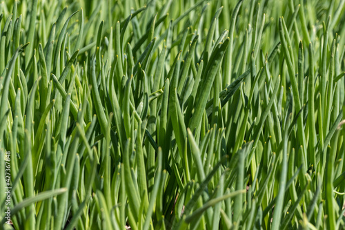 Organic green onions. Spring onions grow in a garden bed. Close-up.
