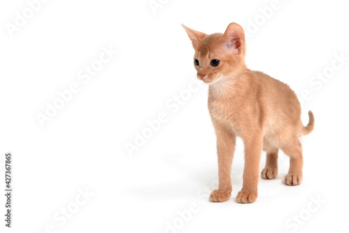 Abyssinian ginger cat stands on a white background